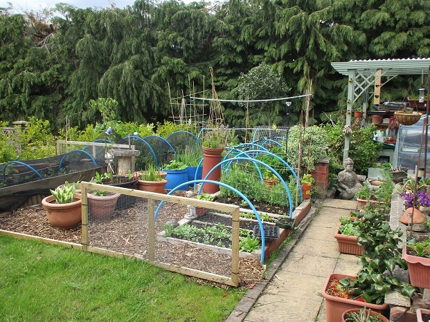 Back garden veggie plot