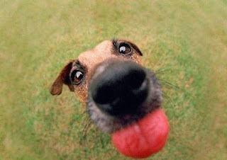 Funny Dog Pictures
