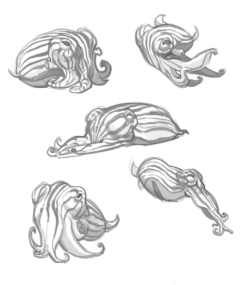 Animal Blog: Assorted squids!