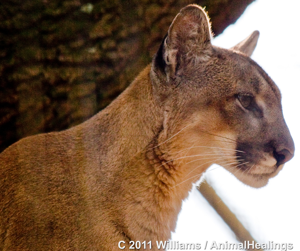 Pet Blog A Real Florida Cougar