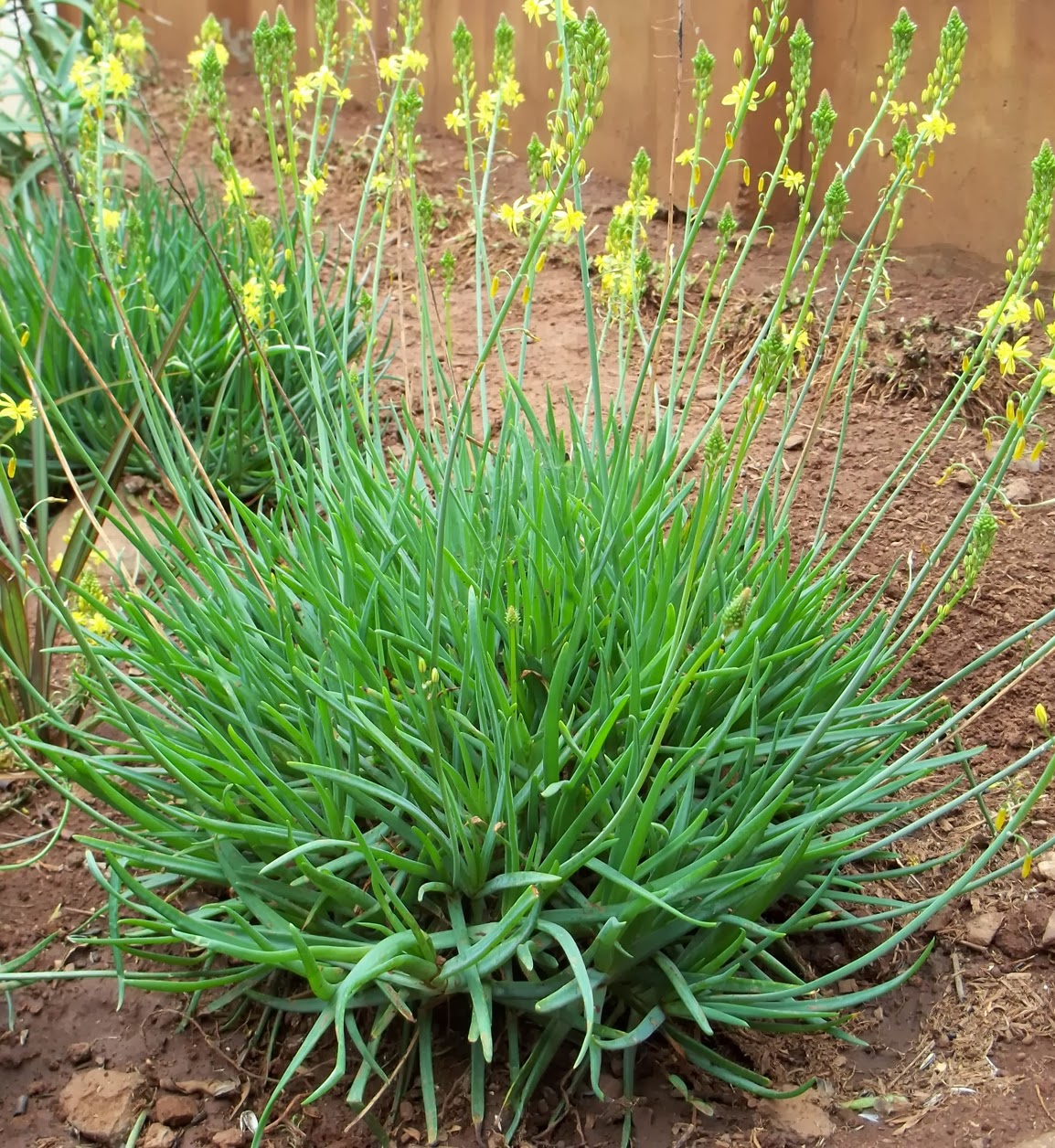 Gardening in Africa Bulbine frutescens