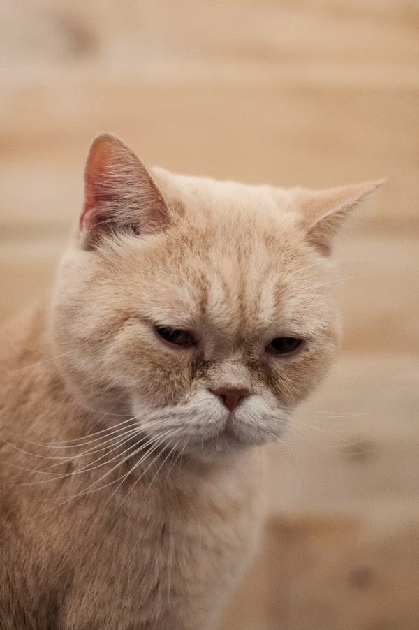 Cats from Seoul South Korea - Traveling Cats - Travel Pictures of Cats