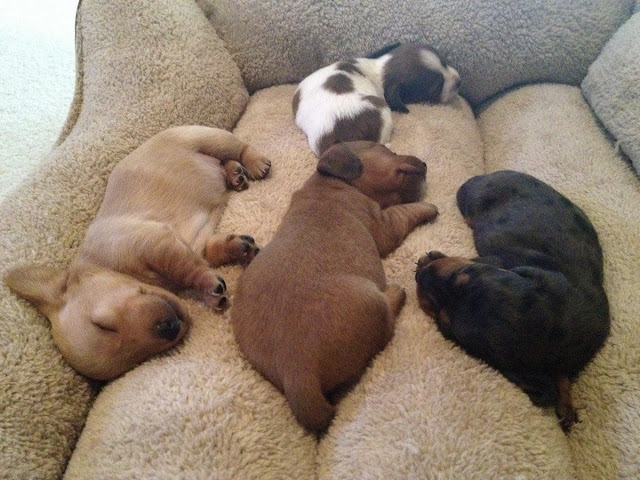 cute sleeping puppies, 4 puppies sleeping on bed