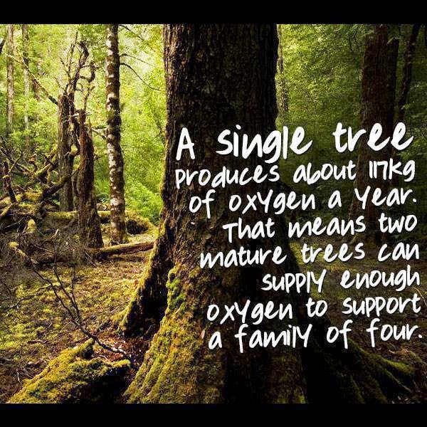 A Single Tree Produces about 17KG of oxygen a year. that means two Mature trees can supply