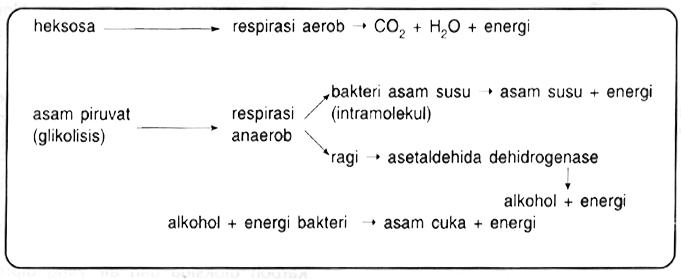 My biology Respirasi sel