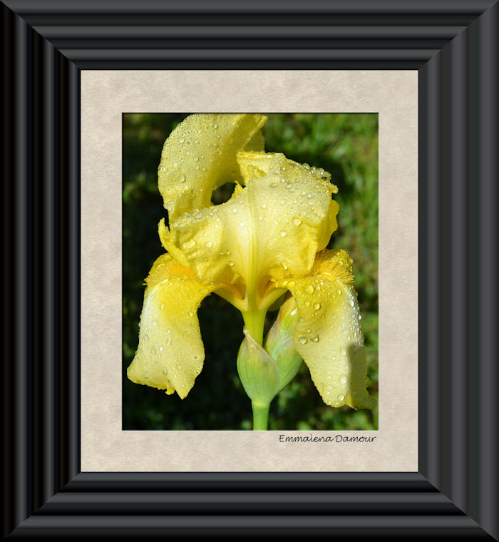 Raindrops on Yellow Iris