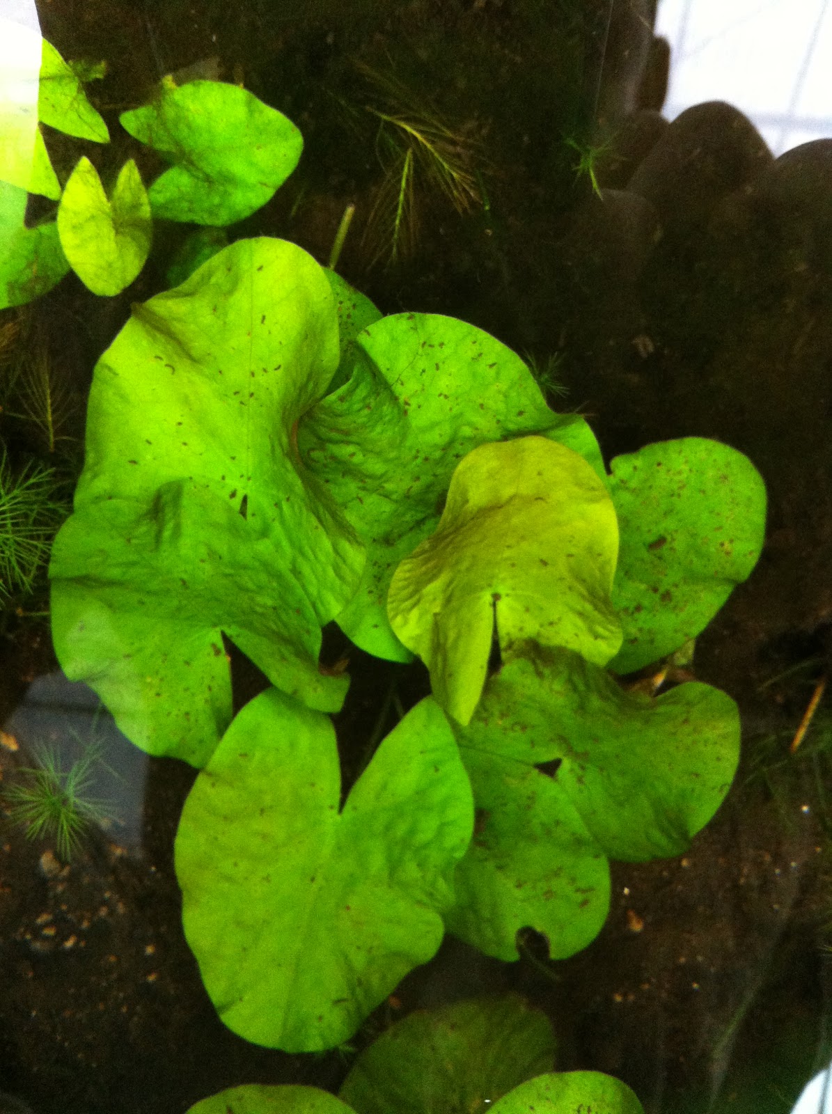 Cuorefarmblog 8月 2012