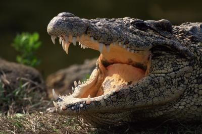 Difference Between Crocodile and Alligator | Crocodile and Alligator