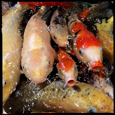 There is nothing coy / about appetites, desires / of ravenous koi. // haiku - haikumages - micropoetry