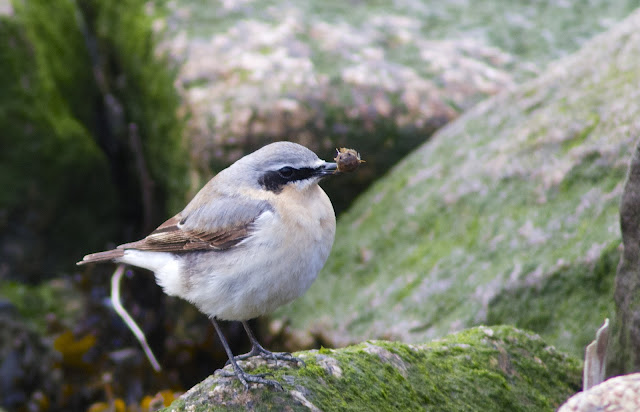 Birds, Birding, Rainham, RSPB, Photography