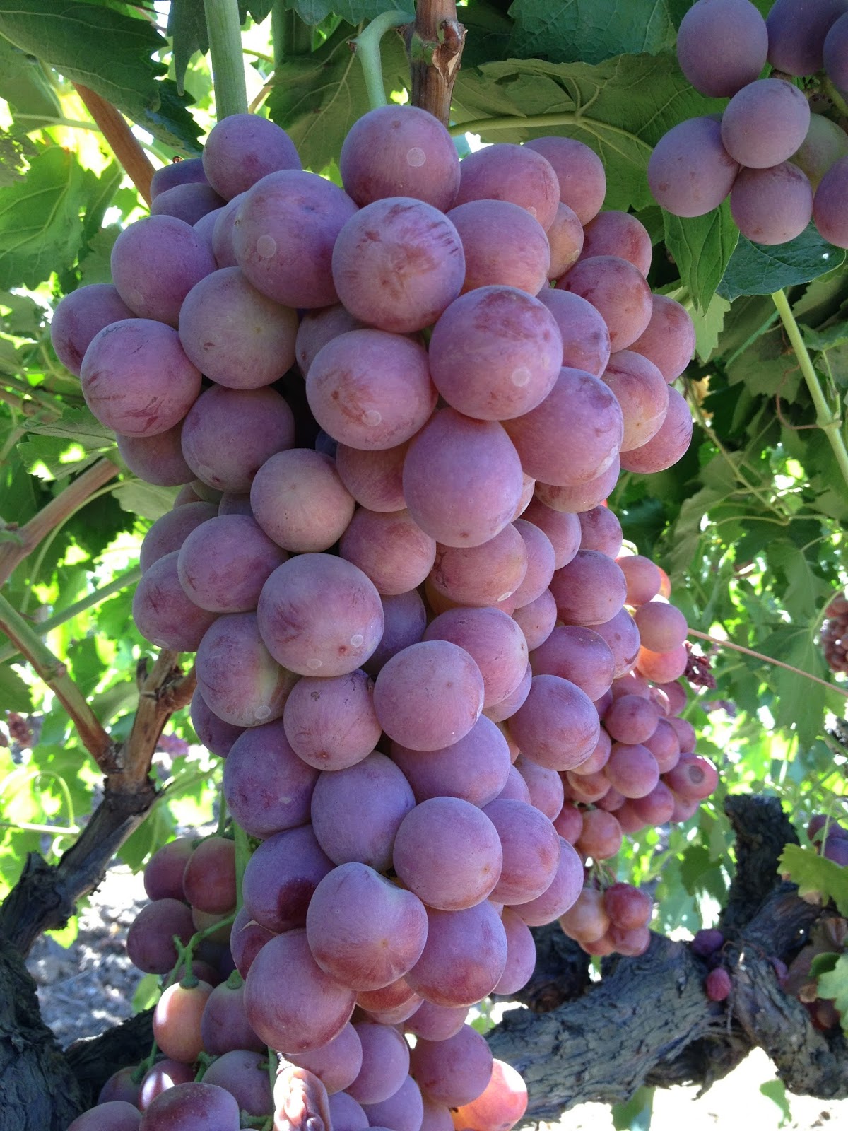 Fresh off the Boat in HK the hidden world of table grapes