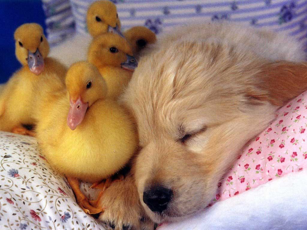 http://4.bp.blogspot.com/-gzclR04aLqE/TqKowcXLc4I/AAAAAAAAA54/W8oebshuvn0/s1600/animal_dogy.jpg