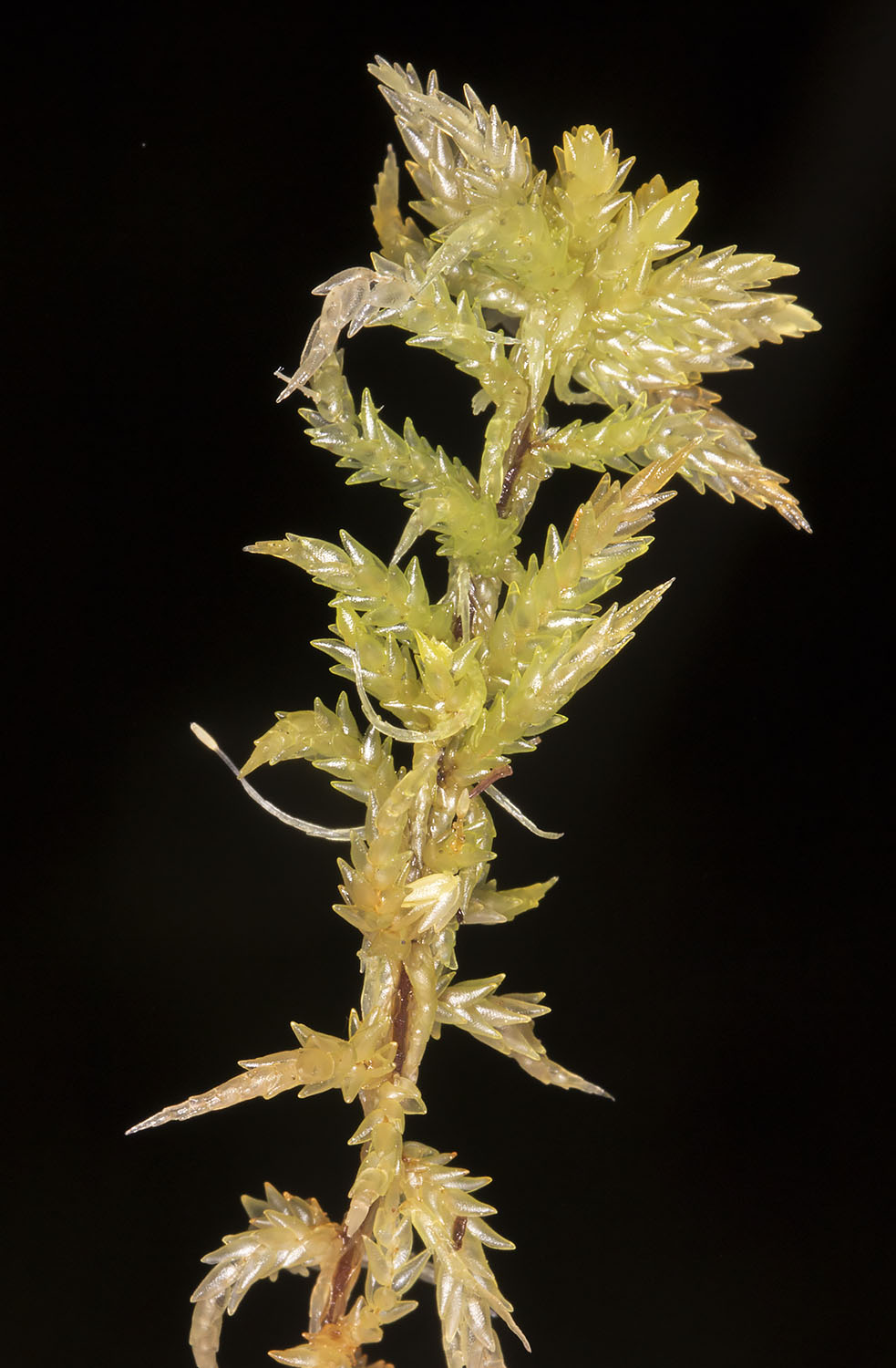Sphagnum palustre. Keston Common, 10 December 2014. Sphagnum palustre. Keston Common, 10 December 2014.