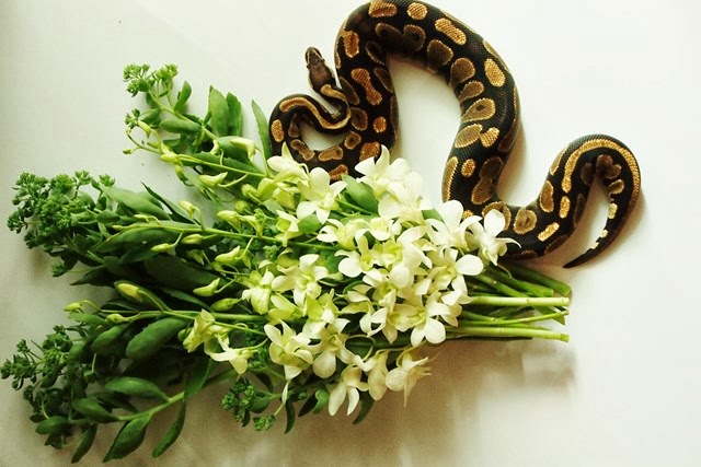 Happy☆BallPython