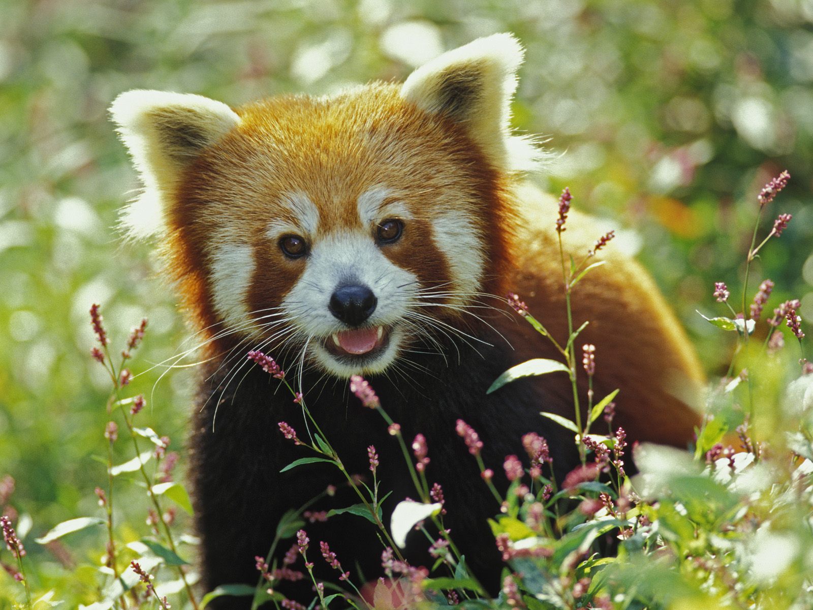 IMAGENES ANIMALES SALVAJES imagenes animales salvajes: