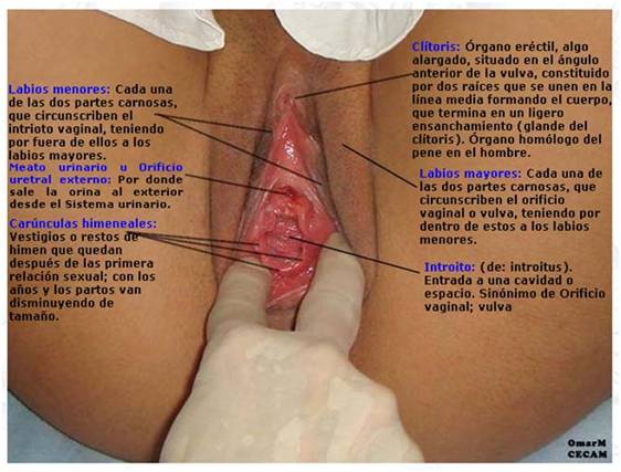Dtiberius glory hole Femdom cock inspection