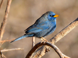 Blue Finch Male, Porphyrospiza caerulescens