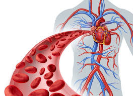 circulatorio de la Sangre