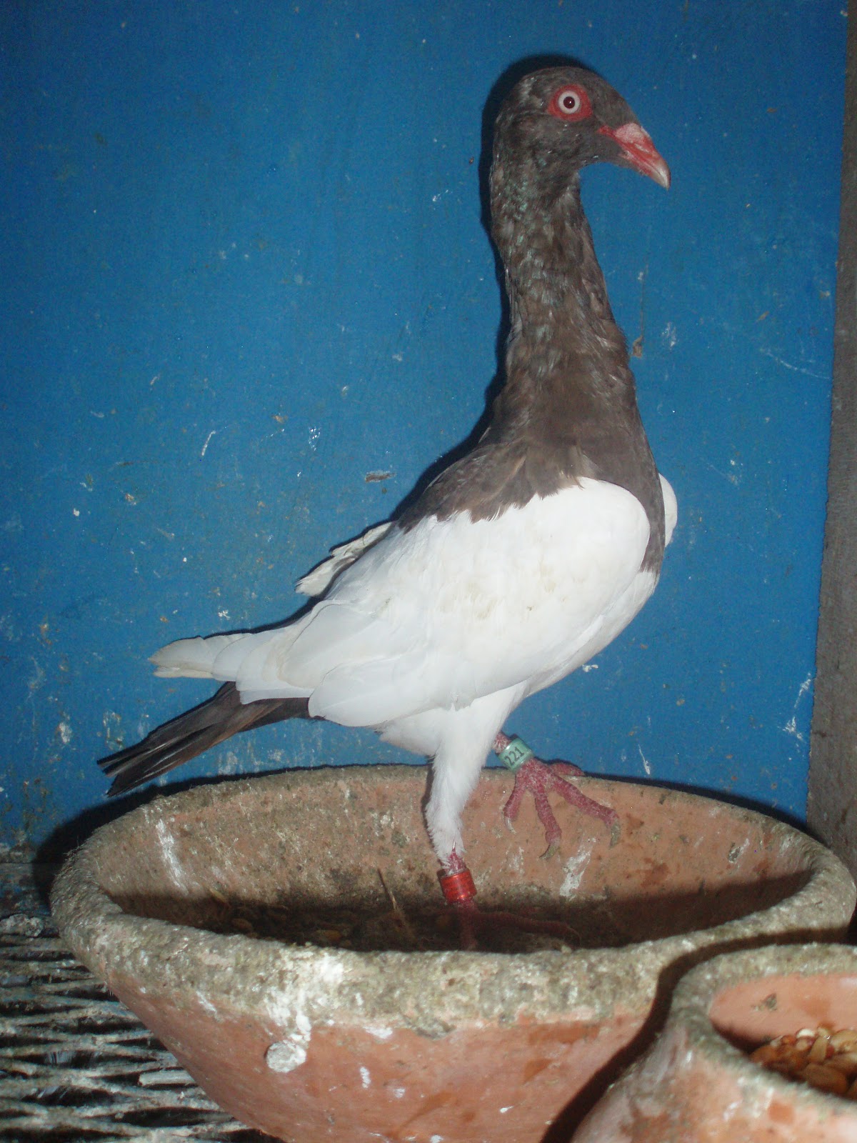 Pigeon De Race PIE ANGLAIS