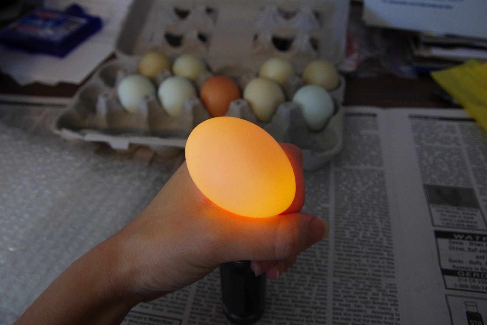 How to Sell Hatching Eggs Community Chickens