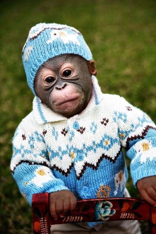 Koleksi Gambar-gambar Monyet Yang Cute Sangat Koleksi Gambar-gambar Monyet Yang Cute Sangat, Baju Monyet, Jenis-jenis Monyet, Nama Saintifik Monyet, Monyet Yang Comel, Monyet Ada Awek Cun