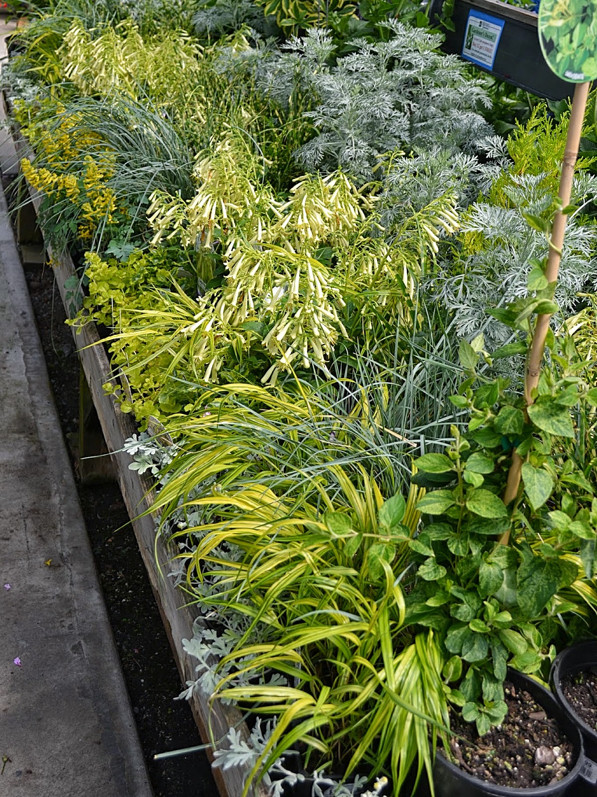 Plant Id Forum Help With Identification Garden Org