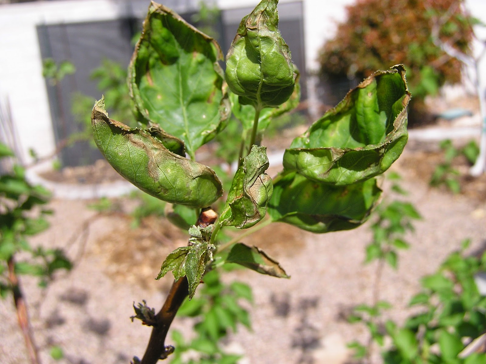 Xtremehorticulture of the Desert Apricot Leaves Cupping and Dropping Off