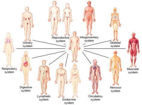 limbic system welcome to the blog of limbic system how our body works