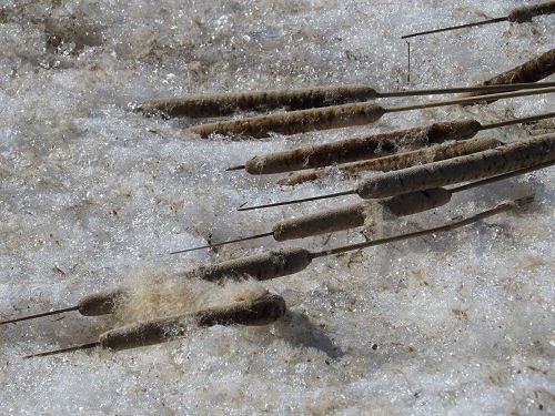 cattails