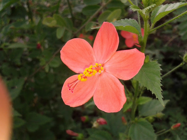 Orange Flower Colorfully Orange Flower Colorfully