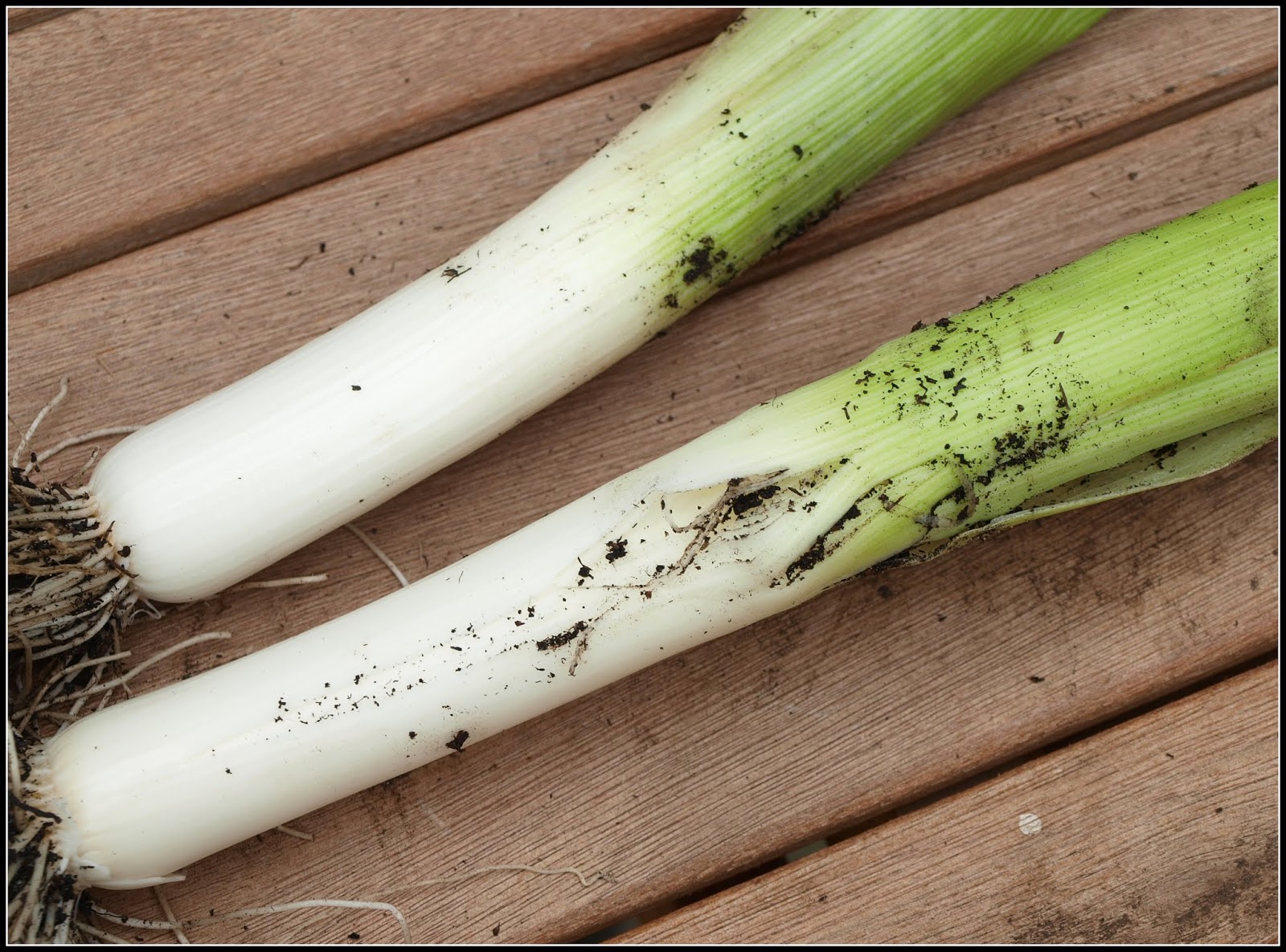 Mark's Veg Plot Leeks under attack