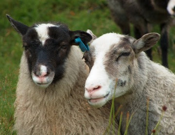chordata,mammalia,artiodac,bovidae,caprine,ovis,sheep,cattle, chordata,mammalia,artiodac,bovidae,caprine,ovis,sheep,cattle,