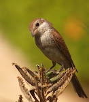 red backed shrike