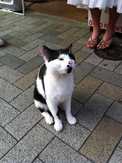 神楽坂の白黒猫