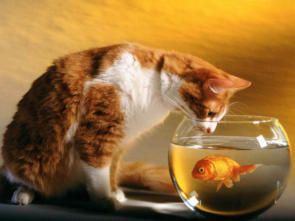 animal wallpaper hd animal wallpaper hd