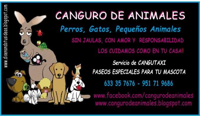 canguro de animales