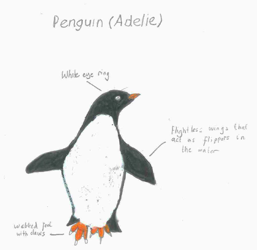 adelie penguin diagram adelie penguins au adelie penguin diagram adelie penguins au