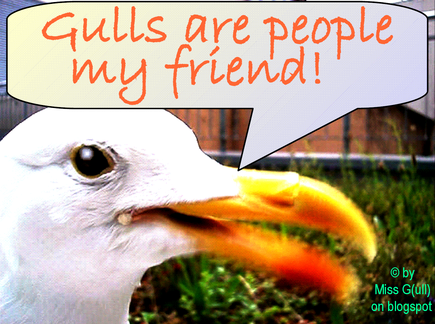 Gulls' Peopleship After Mitt