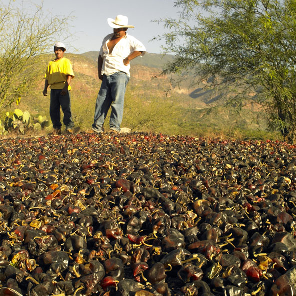 IMPORTANCIA VIRUS AGRICULTURA importancia virus agricultura: