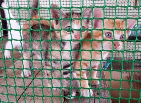 KUCING Hukum pengkasian, pemandulan, pengembirian terhadap kucing, bolehkah kucing dimandulkan, kelebihan buat pemandulan kucing, fatwa membolehkan kucing dikembiri, mandul, pengkasian, cara kawal populasi kucing