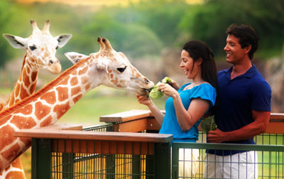 Up Close with Giraffes