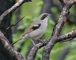 Shrike-Like Tanager