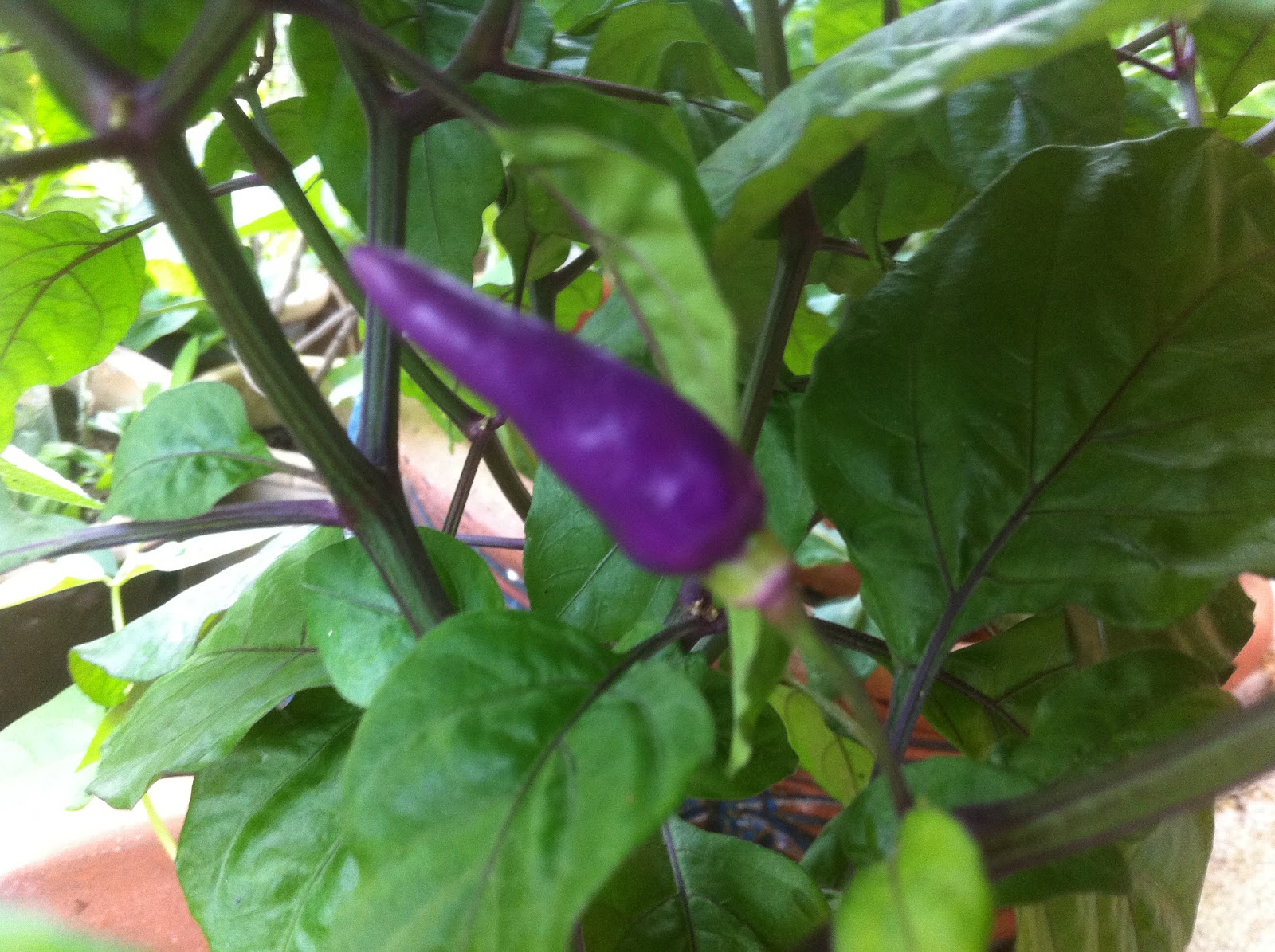 My Experimental Garden Purple hot pepper
