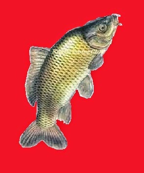 Begini Tips Dan Trik Mancing Ikan Mas Memancing jenis ikan tertentu sangat di butuhkan teknik dan keahlian khusus Begini Tips Dan Trik Mancing Ikan Mas