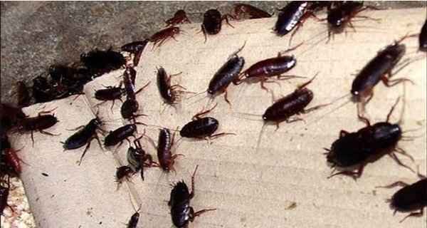 Get Rid Of Cockroaches By Making This 3-Ingredient Homemade Cockroach Bait Cockroaches