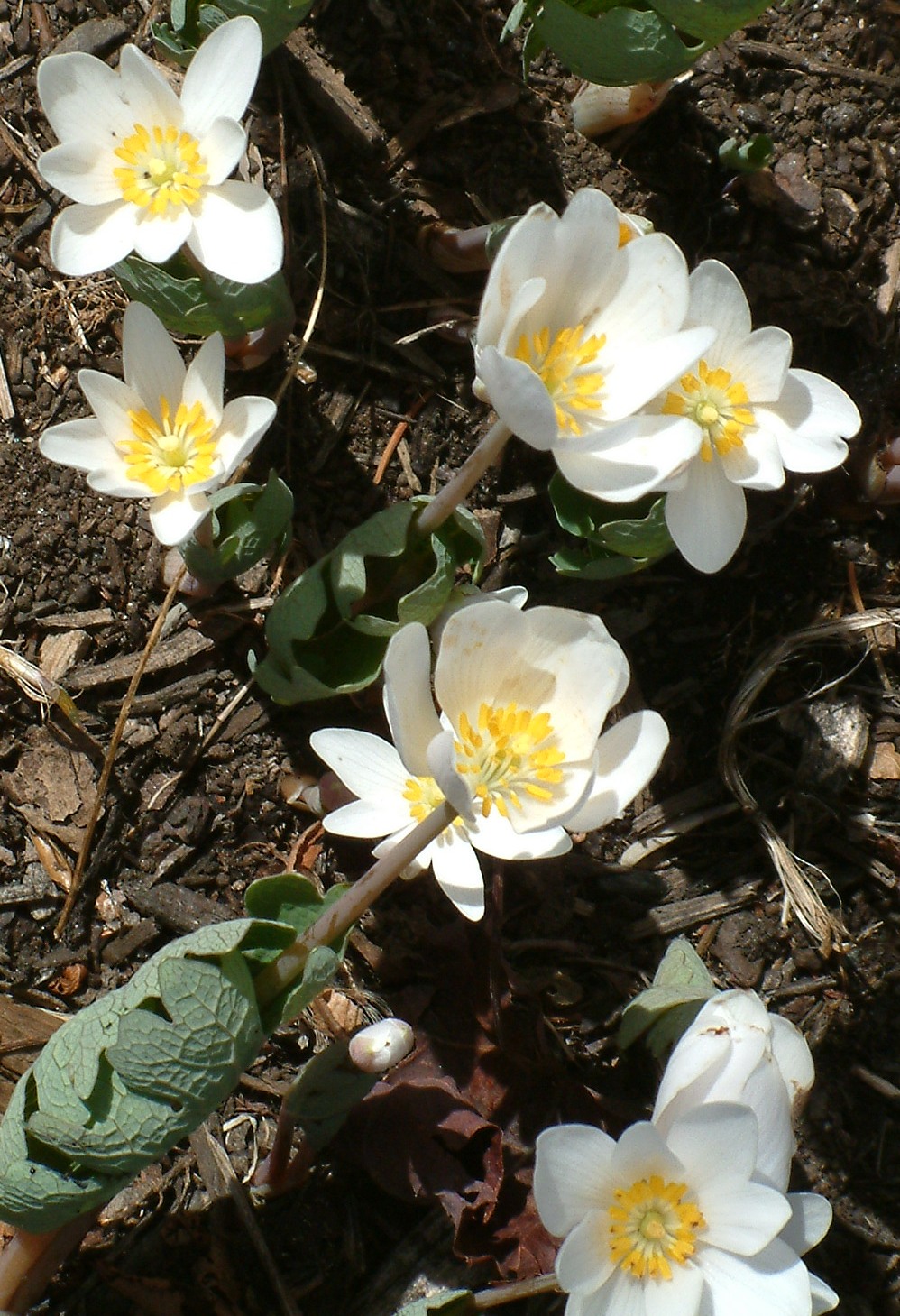 AMC's Great Kids, Great Outdoors Tracking Spring Flowers A Kids