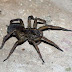 tiger wolf spider tiger wolf spider