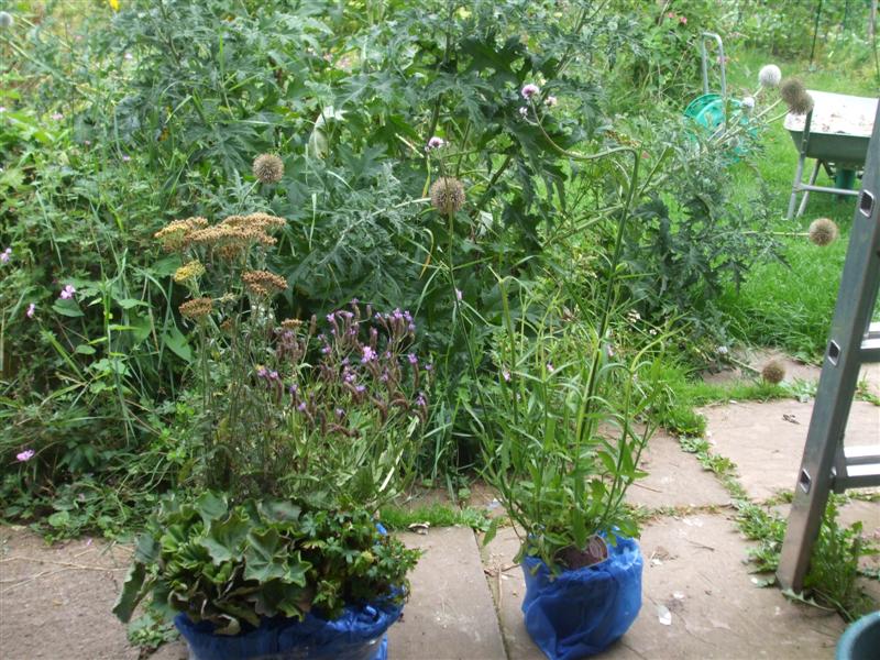 The Compost Bin More insect attracting plants