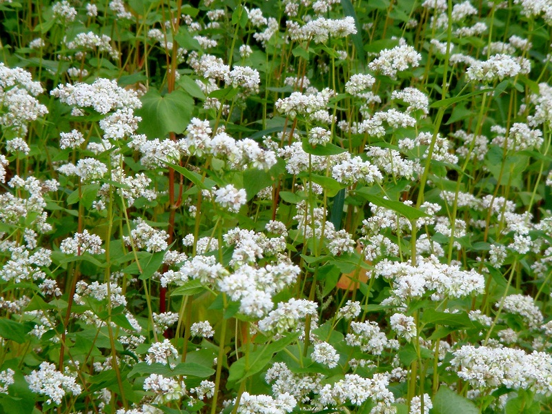 Stardust Talk Buckwheat flowers in full bloom