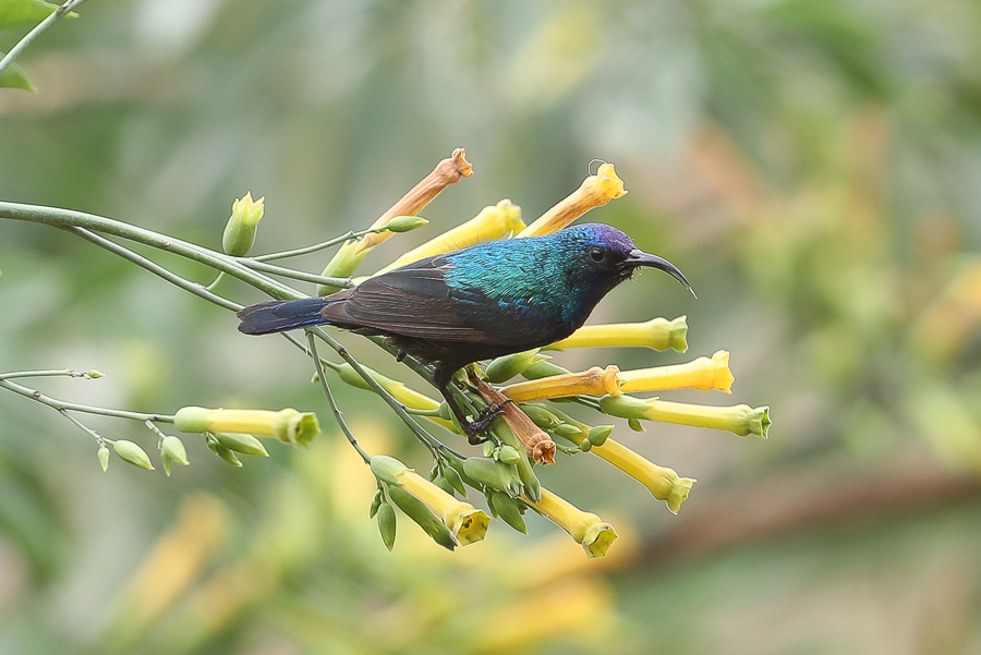 African Olive Pigeon - Raydah Escarpment Palestine Sunbird1